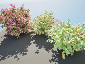 My Monet Weigela shrub 3D मॉडल