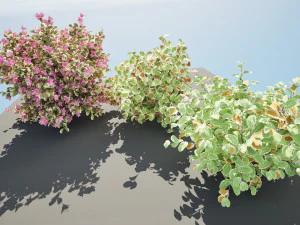 My Monet Weigela shrub 3D Model