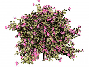 My Monet Weigela shrub 3D मॉडल