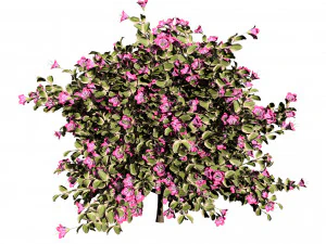 My Monet Weigela shrub 3D Model