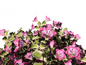 My Monet Weigela shrub 3D Model