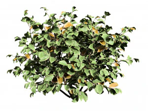 My Monet Weigela shrub 3D Model