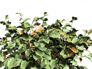 My Monet Weigela shrub 3D Model