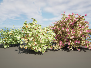 My Monet Weigela shrub 3D मॉडल