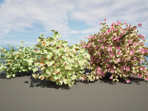 My Monet Weigela shrub 3D Model