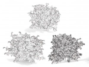 My Monet Weigela shrub 3D Model