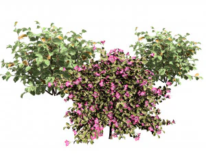My Monet Weigela shrub 3D Model