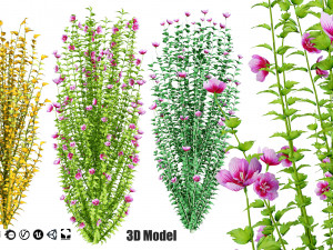 Purple Pillar Rose of Sharon shrub 3D Модель