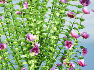 Purple Pillar Rose of Sharon shrub 3D मॉडल