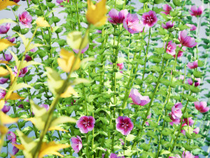 Purple Pillar Rose of Sharon shrub 3D मॉडल