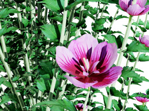 Purple Pillar Rose of Sharon shrub 3D मॉडल