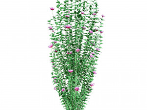 Purple Pillar Rose of Sharon shrub 3D मॉडल