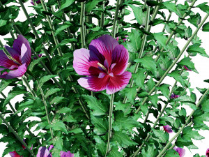 Purple Pillar Rose of Sharon shrub 3D मॉडल