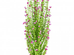 Purple Pillar Rose of Sharon shrub 3D मॉडल