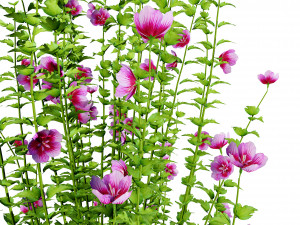 Purple Pillar Rose of Sharon shrub 3D मॉडल