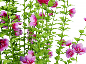 Purple Pillar Rose of Sharon shrub 3D मॉडल