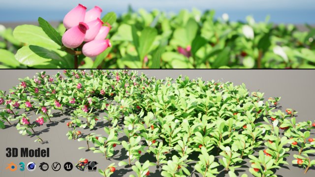 Evergreen Kinnikinnick Bearberry shrubs 3D Model .c4d .max .obj .3ds .fbx .stl .blend