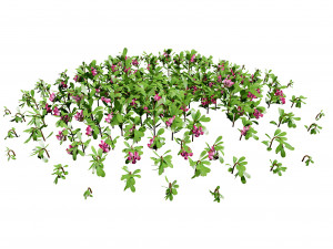 Evergreen Kinnikinnick Bearberry shrubs 3D Model