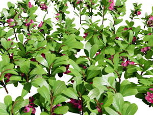 Evergreen Kinnikinnick Bearberry shrubs 3D Model