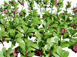 Evergreen Kinnikinnick Bearberry shrubs 3D Model