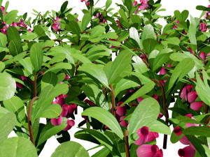 Evergreen Kinnikinnick Bearberry shrubs 3D Model