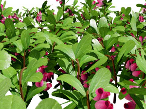 Evergreen Kinnikinnick Bearberry shrubs 3D Model
