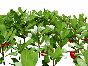 Evergreen Kinnikinnick Bearberry shrubs 3D Model