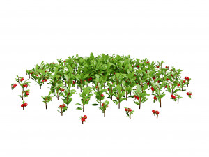 Evergreen Kinnikinnick Bearberry shrubs 3D Model