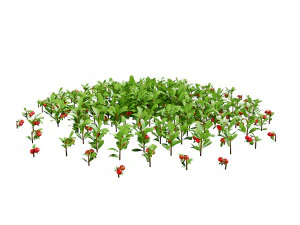 Evergreen Kinnikinnick Bearberry shrubs 3D Model