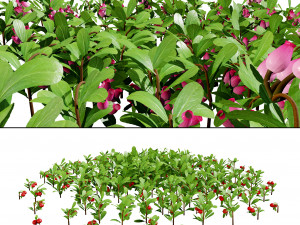 Evergreen Kinnikinnick Bearberry shrubs 3D Model