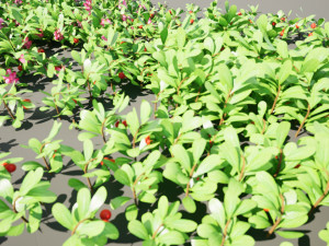 Evergreen Kinnikinnick Bearberry shrubs 3D Model