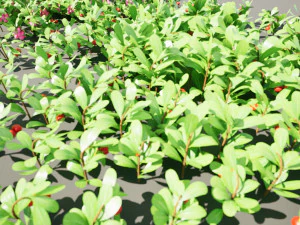 Evergreen Kinnikinnick Bearberry shrubs 3D Model