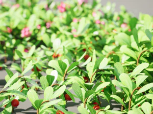 Evergreen Kinnikinnick Bearberry shrubs 3D Model