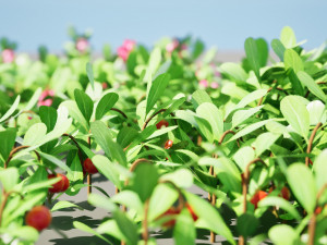 Evergreen Kinnikinnick Bearberry shrubs 3D Model