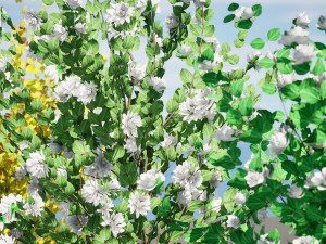 Double Snowflake Mock Orange flower 3d collection Model 3D