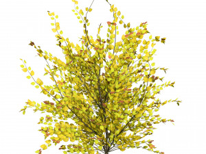 Double Snowflake Mock Orange flower 3d collection Model 3D