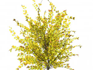 Double Snowflake Mock Orange flower 3d collection 3D Model