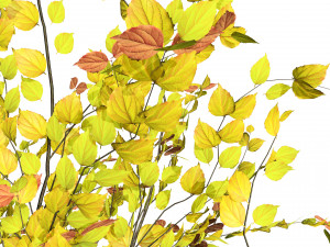 Double Snowflake Mock Orange flower 3d collection Model 3D