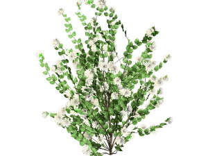 Double Snowflake Mock Orange flower 3d collection Model 3D