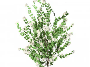 Double Snowflake Mock Orange flower 3d collection 3D Model