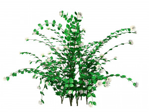 Double Snowflake Mock Orange flower 3d collection Model 3D