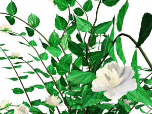 Double Snowflake Mock Orange flower 3d collection Model 3D