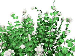 Double Snowflake Mock Orange flower 3d collection Model 3D