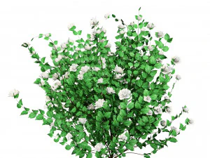 Double Snowflake Mock Orange flower 3d collection 3D Model