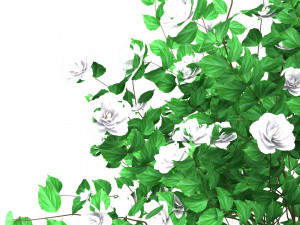 Double Snowflake Mock Orange flower 3d collection Model 3D