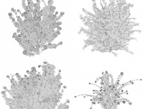 Double Snowflake Mock Orange flower 3d collection Model 3D
