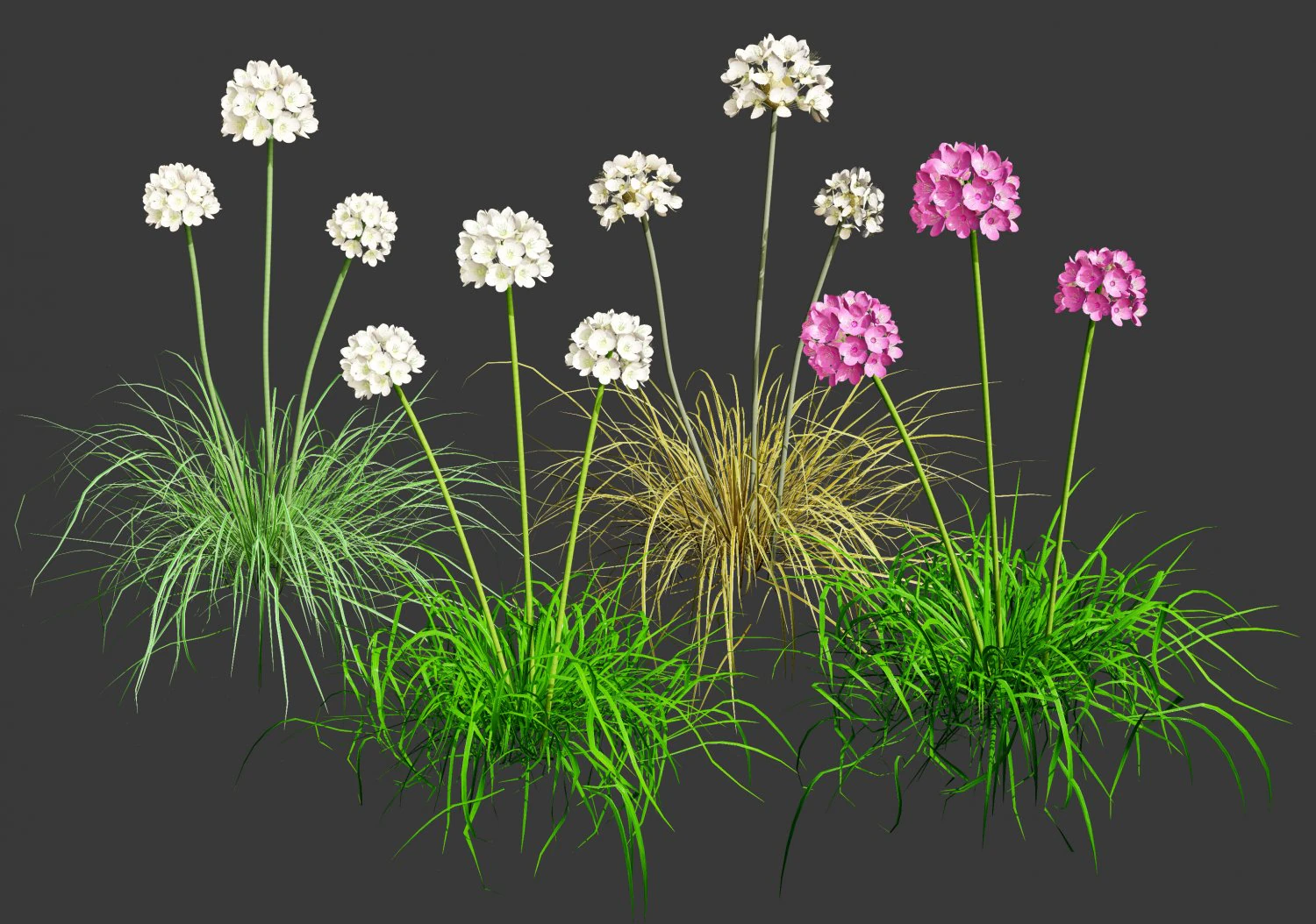 Sea Thrift flowers 3d collection 3D Model .c4d .max .obj .3ds .fbx .stl .blend 