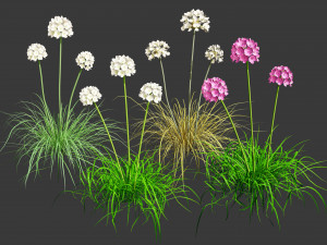 Sea Thrift flowers 3d collection 3D Модель