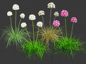 Koleksi 3d bunga Hemat Laut Model 3D