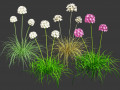 Sea Thrift flowers 3d collection Model 3D
